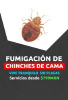 Fumigación de chinches